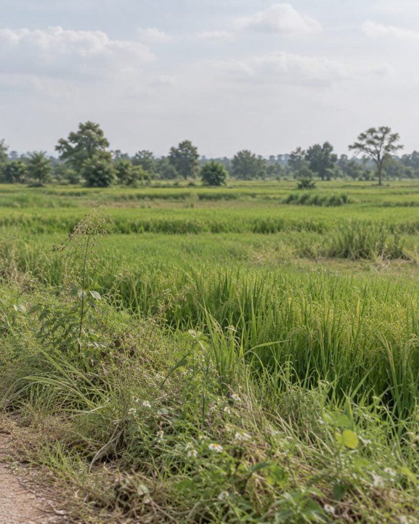 Green fields (1)